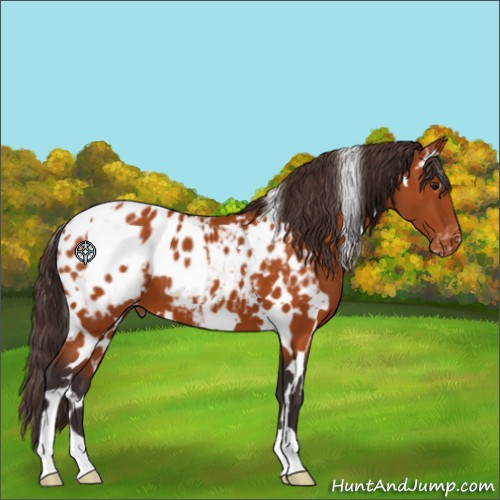 Horse Color:White Spotted Buckskin Appaloosa 