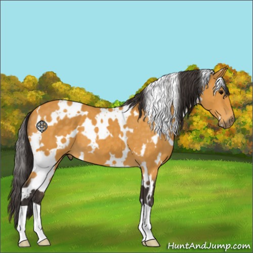 Horse Color:White Spotted Buckskin 