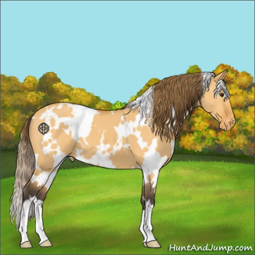 Horse Color:White Spotted Buckskin Dun Appaloosa 