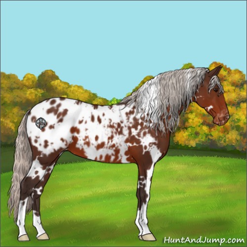 Horse Color:White Spotted Silver Brown Appaloosa 