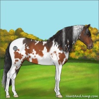 Horse Color:White Spotted Brown Tobiano Appaloosa