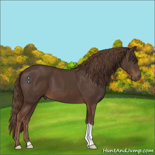 Horse Color:Liver Chestnut 