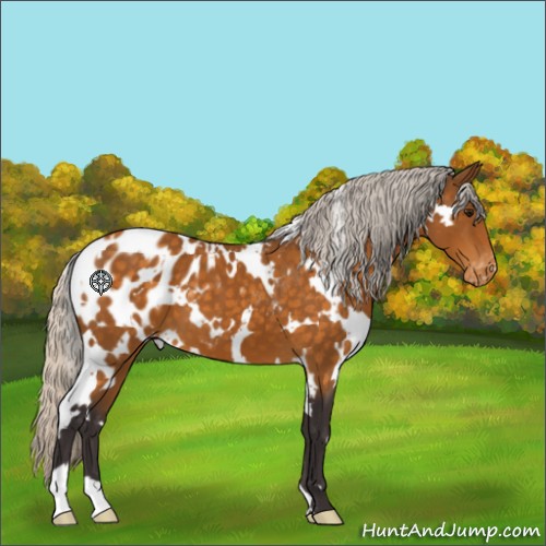 Horse Color:White Spotted Silver Buckskin Appaloosa 