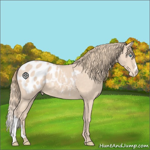 Horse Color:Perlino Appaloosa 