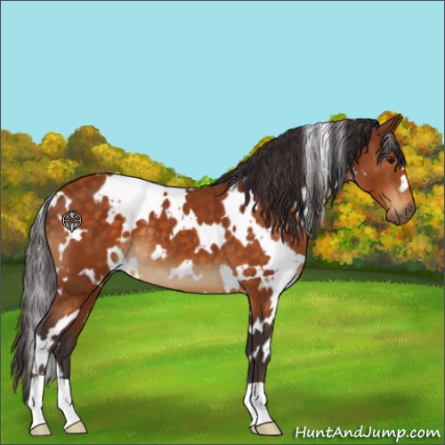 Horse Color:White Spotted Buckskin 