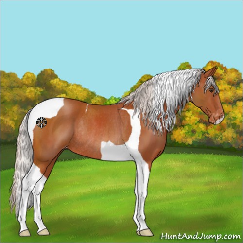 Horse Color:Silver Brown Tobiano Appaloosa Rabicano 