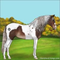 Horse Color:Silver Brown Tobiano 