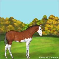 Horse Color:Buckskin Splash 