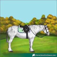 Horse Color:White Spotted Blue Roan Rabicano and White Spotted Blue Roan Splash Rabicano