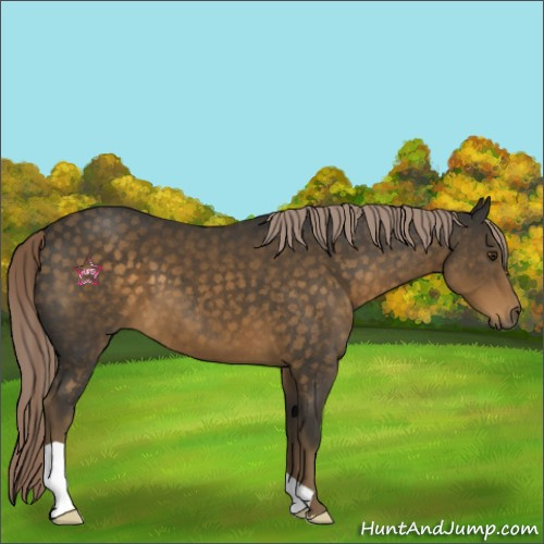 Horse Color:Chocolate Palomino