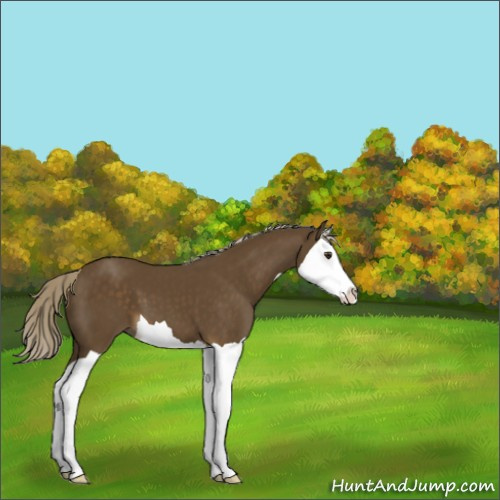 Horse Color:Chocolate Palomino Splash