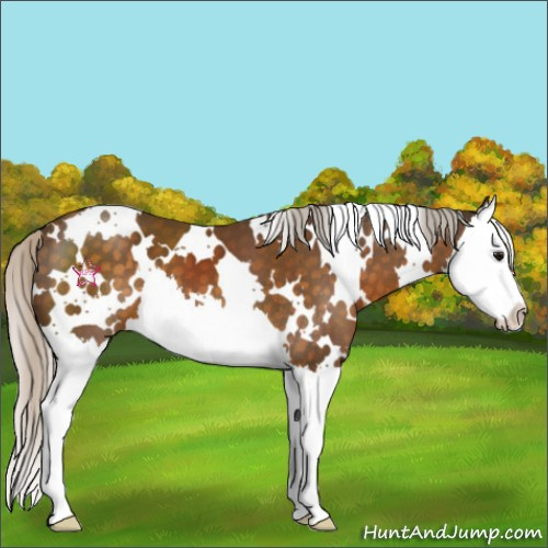Horse Color:White Spotted Silver Buckskin Splash