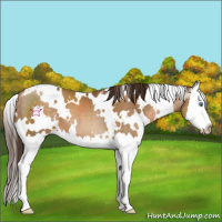 Horse Color:Gray White Spotted Buckskin Pearl Splash