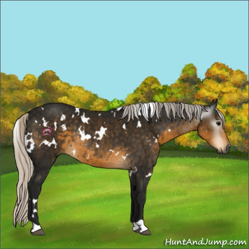 Horse Color:Gray White Spotted Silver Smoky Black Rabicano