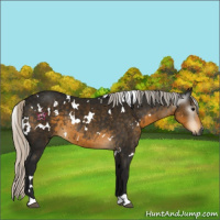 Horse Color:Gray White Spotted Silver Smoky Black Rabicano