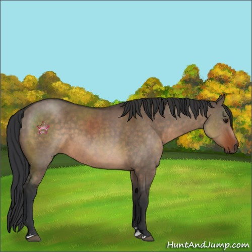 Horse Color:Brown Dun Sabino