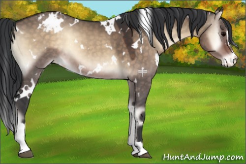 Horse Color:White Spotted Brown Onyx Sabino Appaloosa 