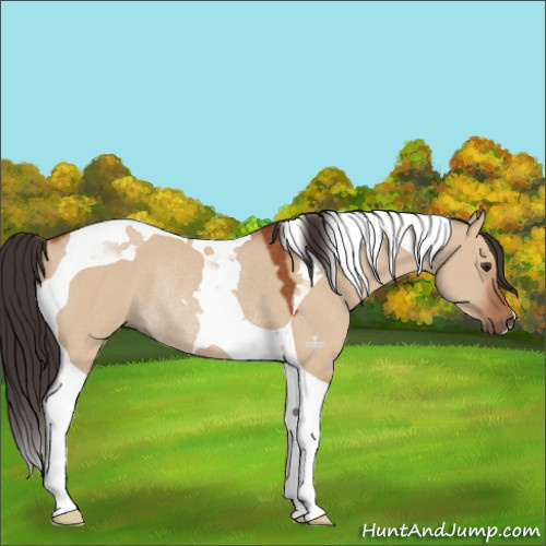 Horse Color:Brown Dun Tobiano Rabicano 