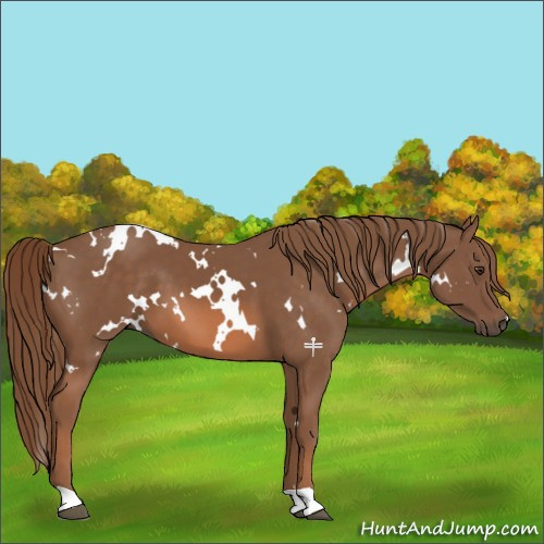 Horse Color:White Spotted Chestnut 