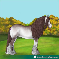 Horse Color:Chocolate Buckskin Chinchilla Onyx Rabicano 