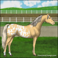 Horse Color:Palomino Appaloosa 