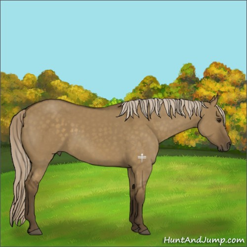 Horse Color:Chocolate Palomino Dun 