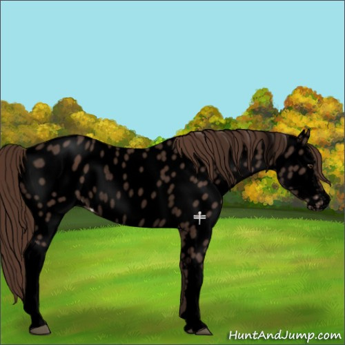 Horse Color:Void Liver Chestnut Appaloosa Rabicano 