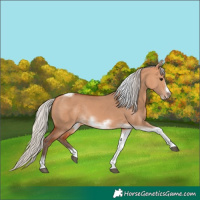 Horse Color:Silver Bay Dun Sabino Tobiano Frame Rabicano
