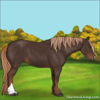 Horse Color:Liver Chestnut 