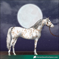 Horse Color:Silver Brown Dun Appaloosa 