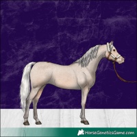 Horse Color:Silver Brown Dun Appaloosa 