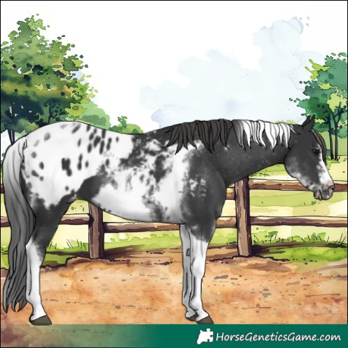 Horse Color:White Spotted Black Splash Tobiano Frame Appaloosa 