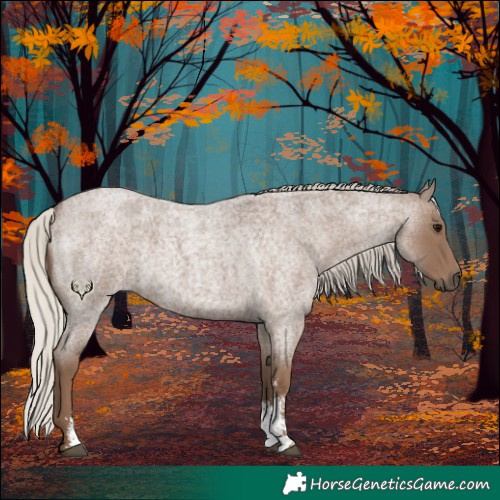 Horse Color:Silver Blue Roan Sabino 
