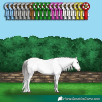 Horse Color:Brown Dun Snowcap 