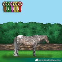 Horse Color:Brown Dun Appaloosa 