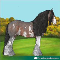 Horse Color:Brown Sabino Appaloosa
