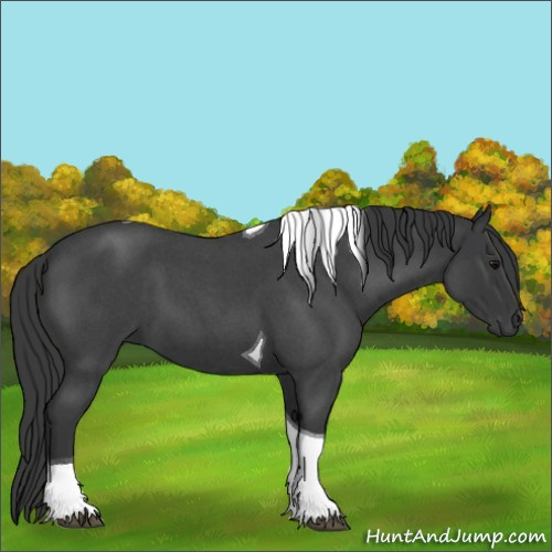Horse Color:Blue Roan Tobiano 