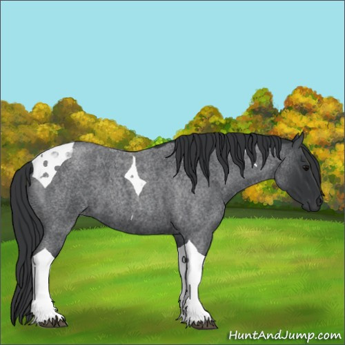 Horse Color:Blue Roan Tobiano 