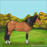 Horse Color:Bay Tobiano 