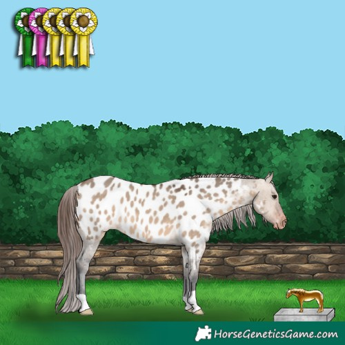 Horse Color:Brown Dun Near Leopard