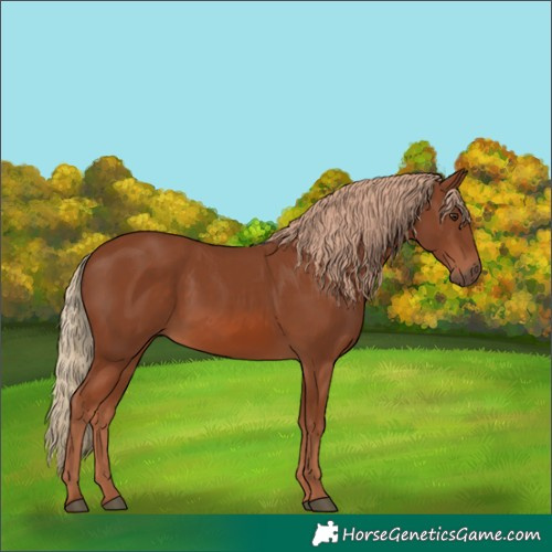 Horse Color:Chestnut 