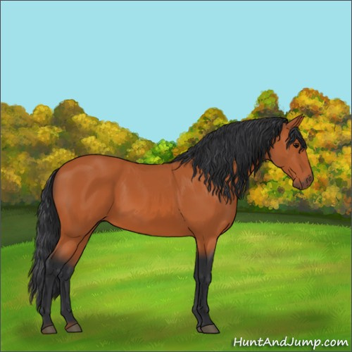 Horse Color:Bay 