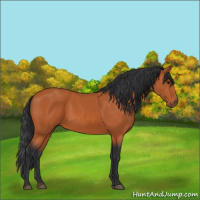 Horse Color:Bay 