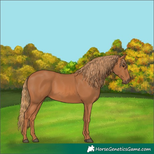 Horse Color:Chestnut 