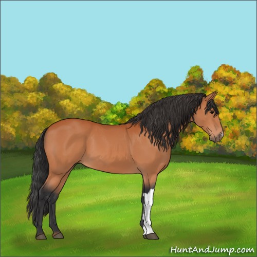 Horse Color:Bay 