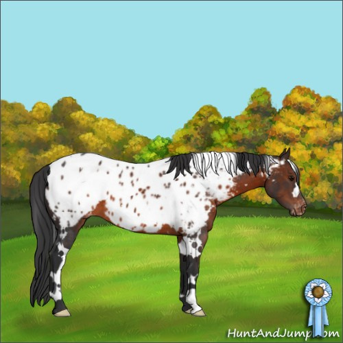 Horse Color:White Spotted Brown Appaloosa 