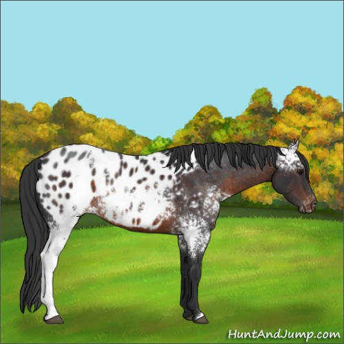 Horse Color:White Spotted Brown Appaloosa Rabicano 