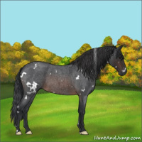 Horse Color:White Spotted Brown Roan 