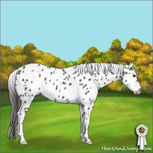 Horse Color:Smoky Black Appaloosa 
