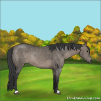 Horse Color:Grullo Sabino Rabicano